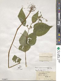 Circaea canadensis image