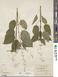 Circaea canadensis subsp. canadensis image