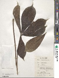 Image of Cussonia arborea