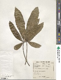 Image of Cussonia paniculata