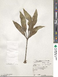 Cussonia paniculata image