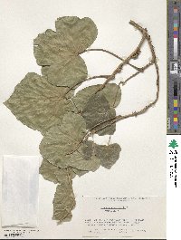 Hedera hibernica image