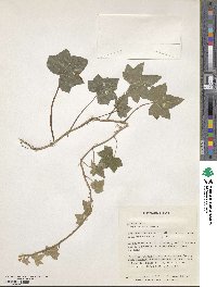 Hedera helix f. poetarum image