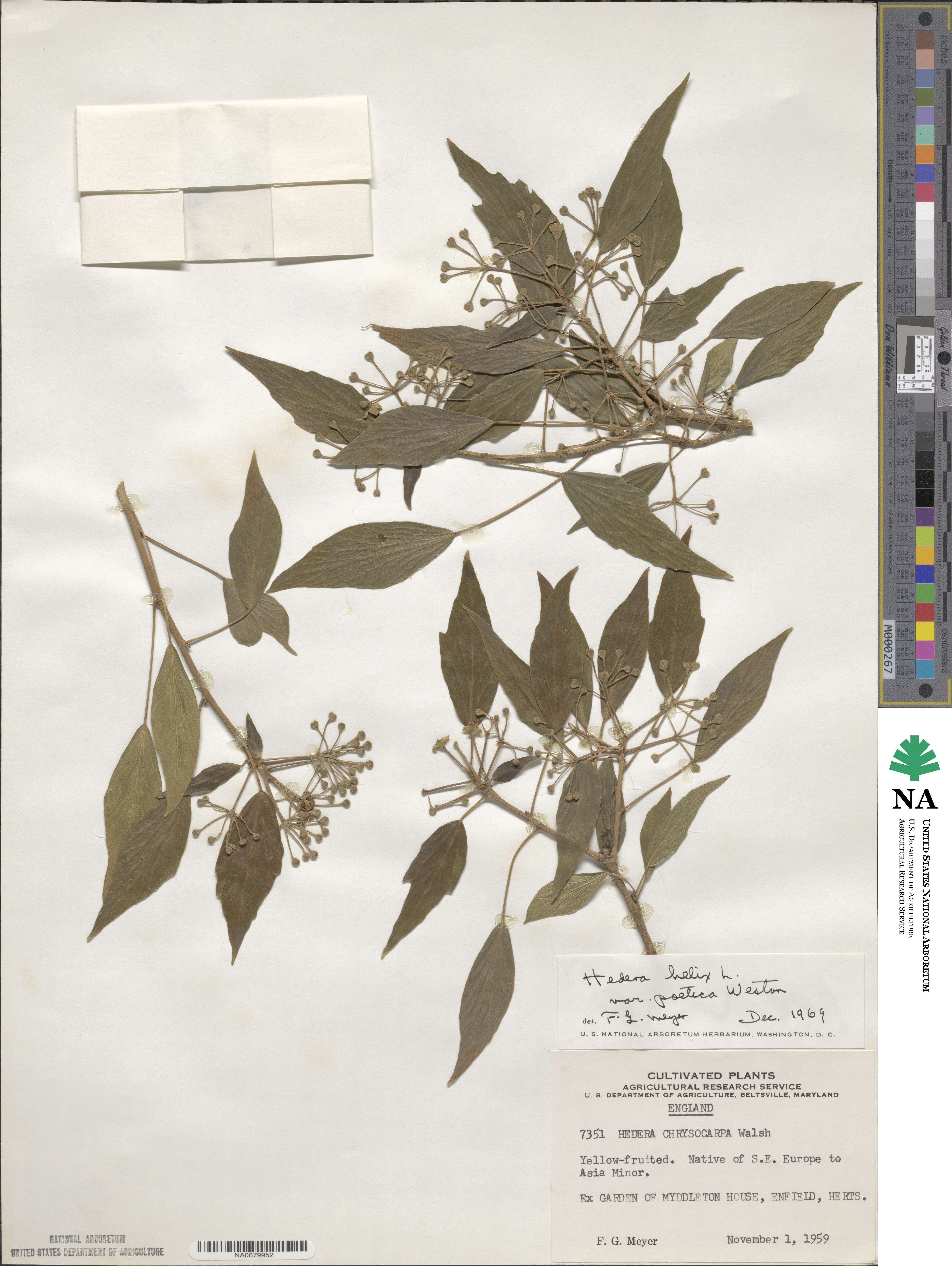 Hedera helix f. poetarum image