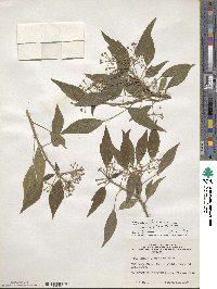 Hedera helix image