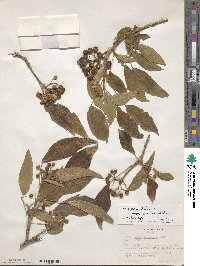 Hedera helix f. poetarum image