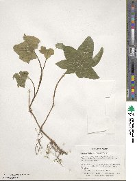 Image Associated With the Occurence