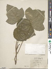 Hedera algeriensis image