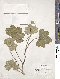 Hedera canariensis image