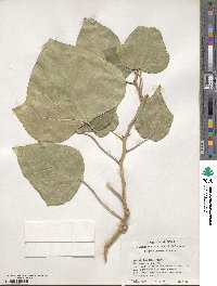 Hedera canariensis image