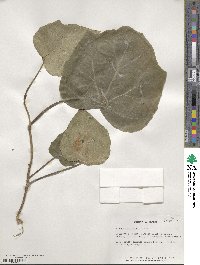 Hedera canariensis image