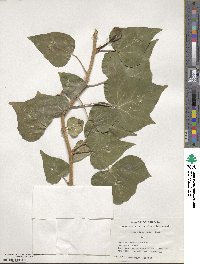 Hedera canariensis image