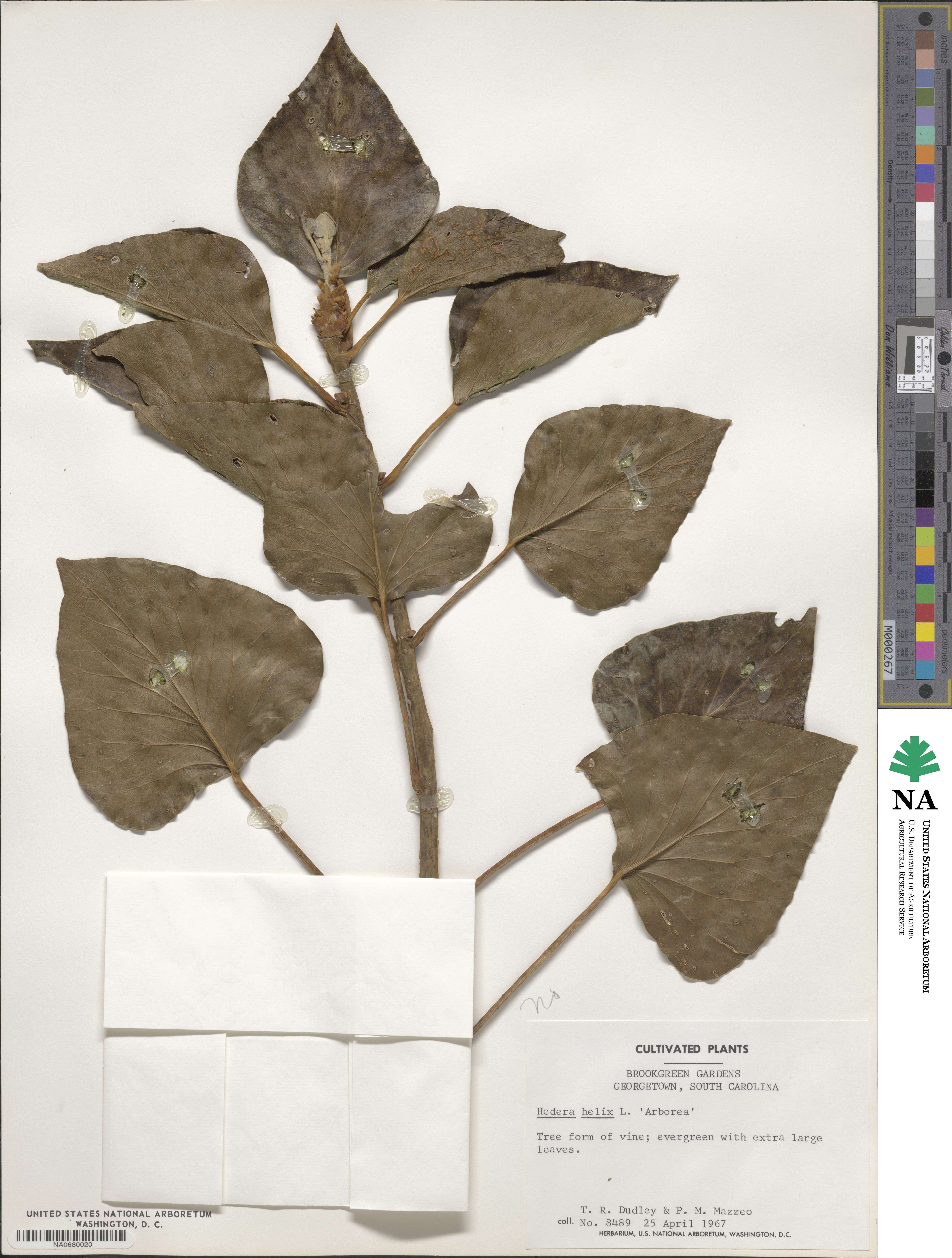 Hedera canariensis image