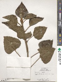 Hedera canariensis image