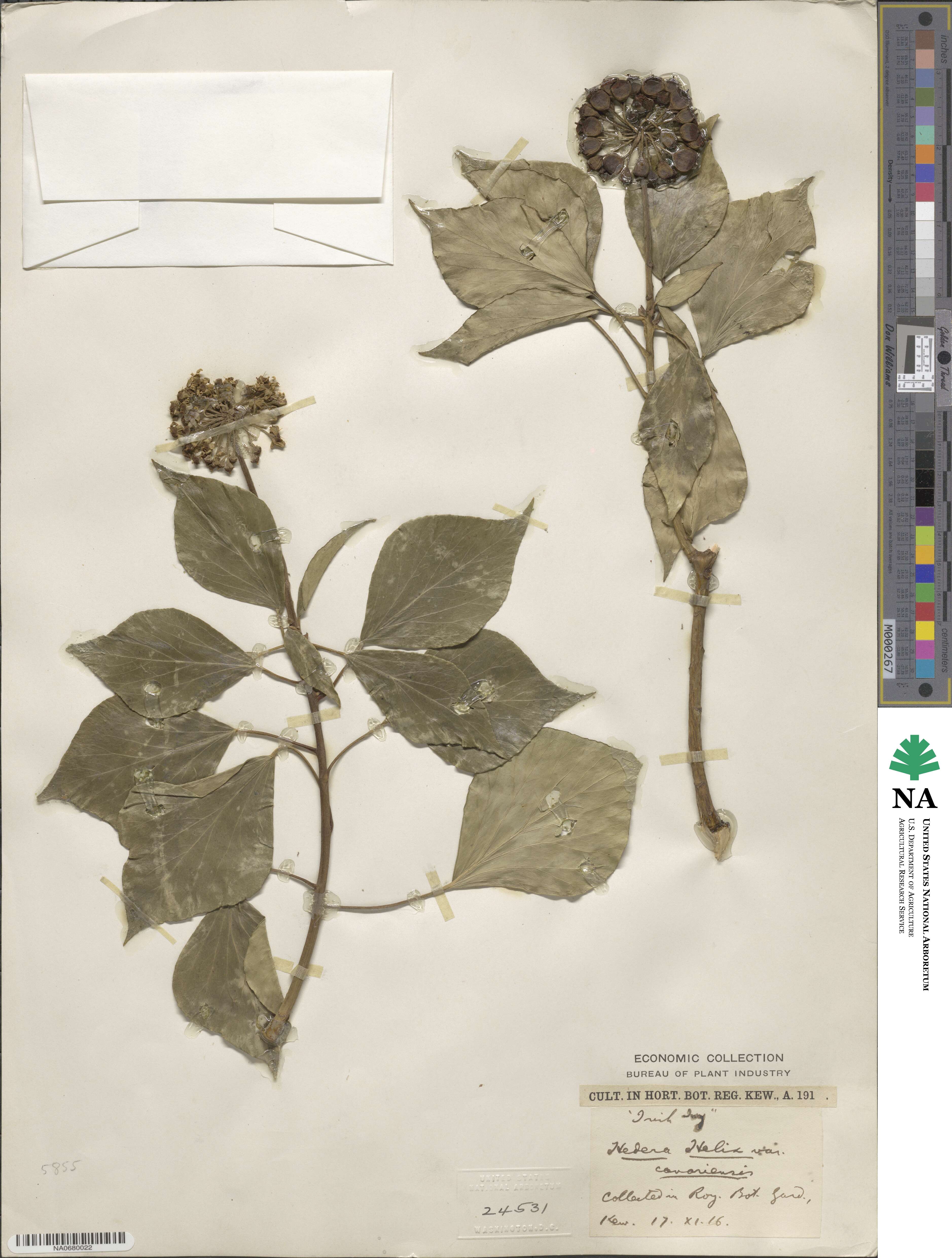 Hedera canariensis image