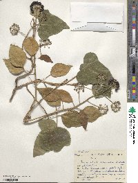 Hedera canariensis image