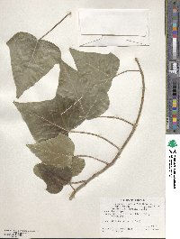 Hedera canariensis image