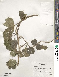 Hedera helix image