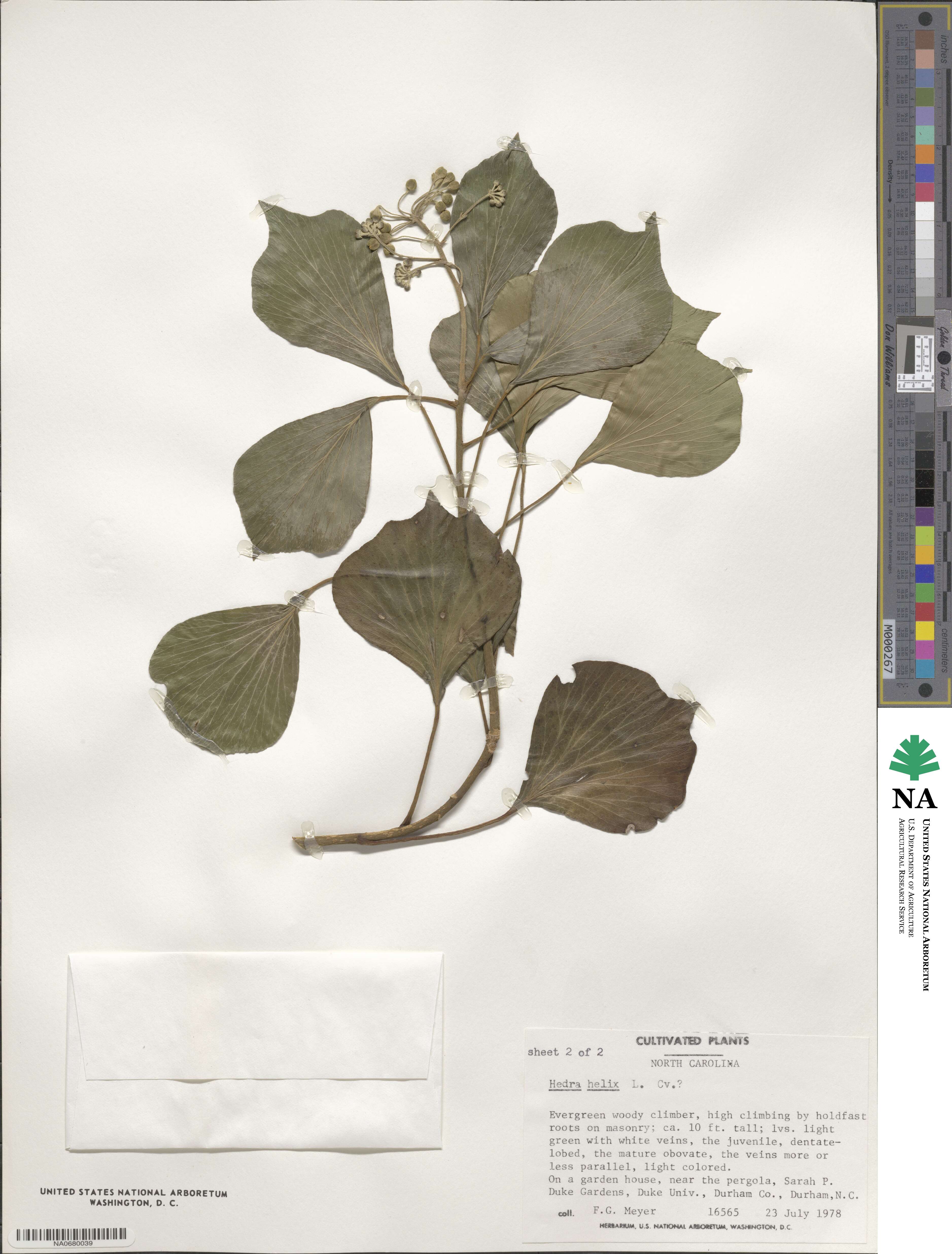 Hedera helix image