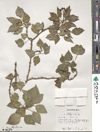 Hedera helix image