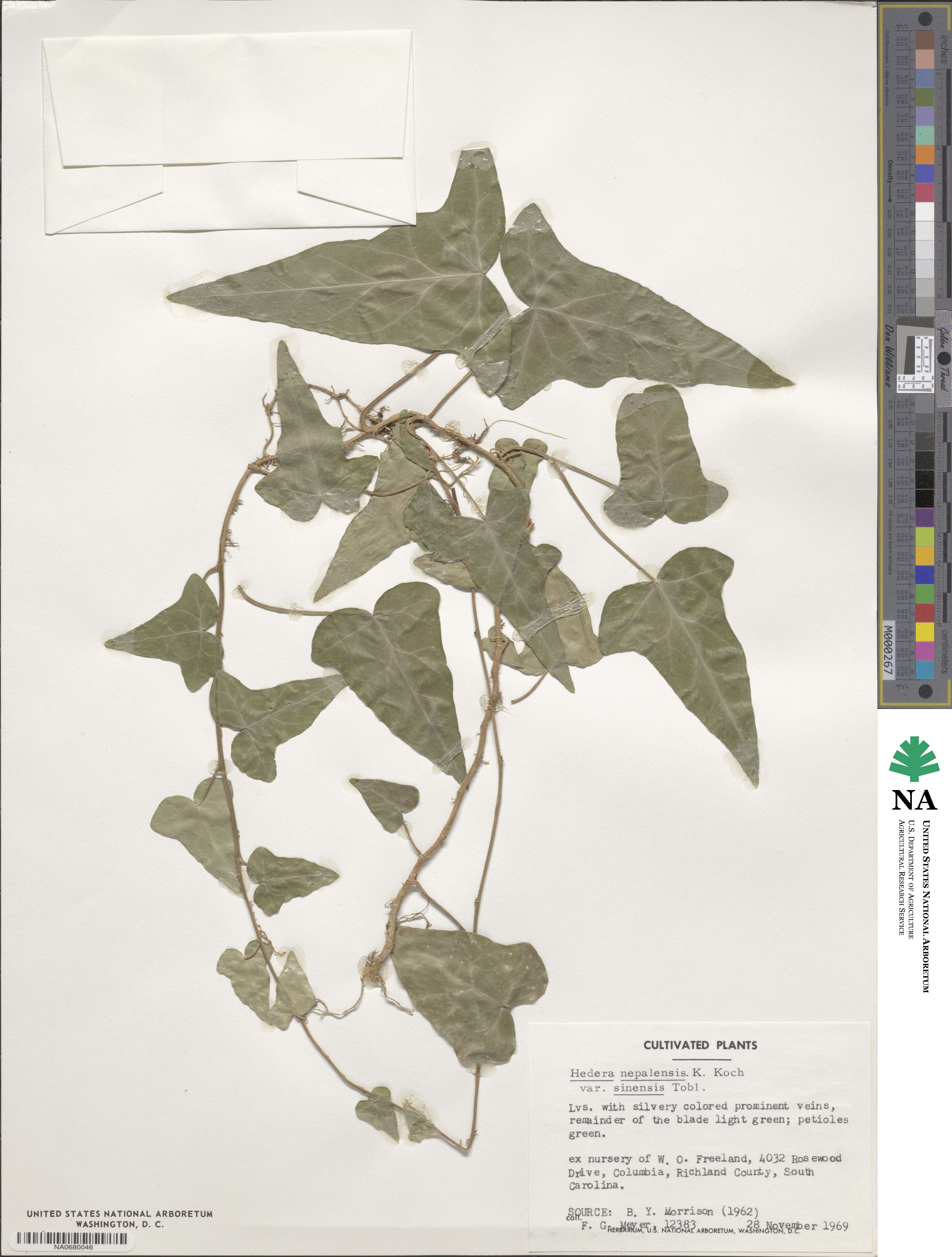 Hedera sinensis image