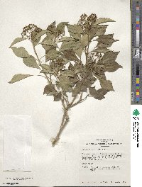 Hedera rhombea image