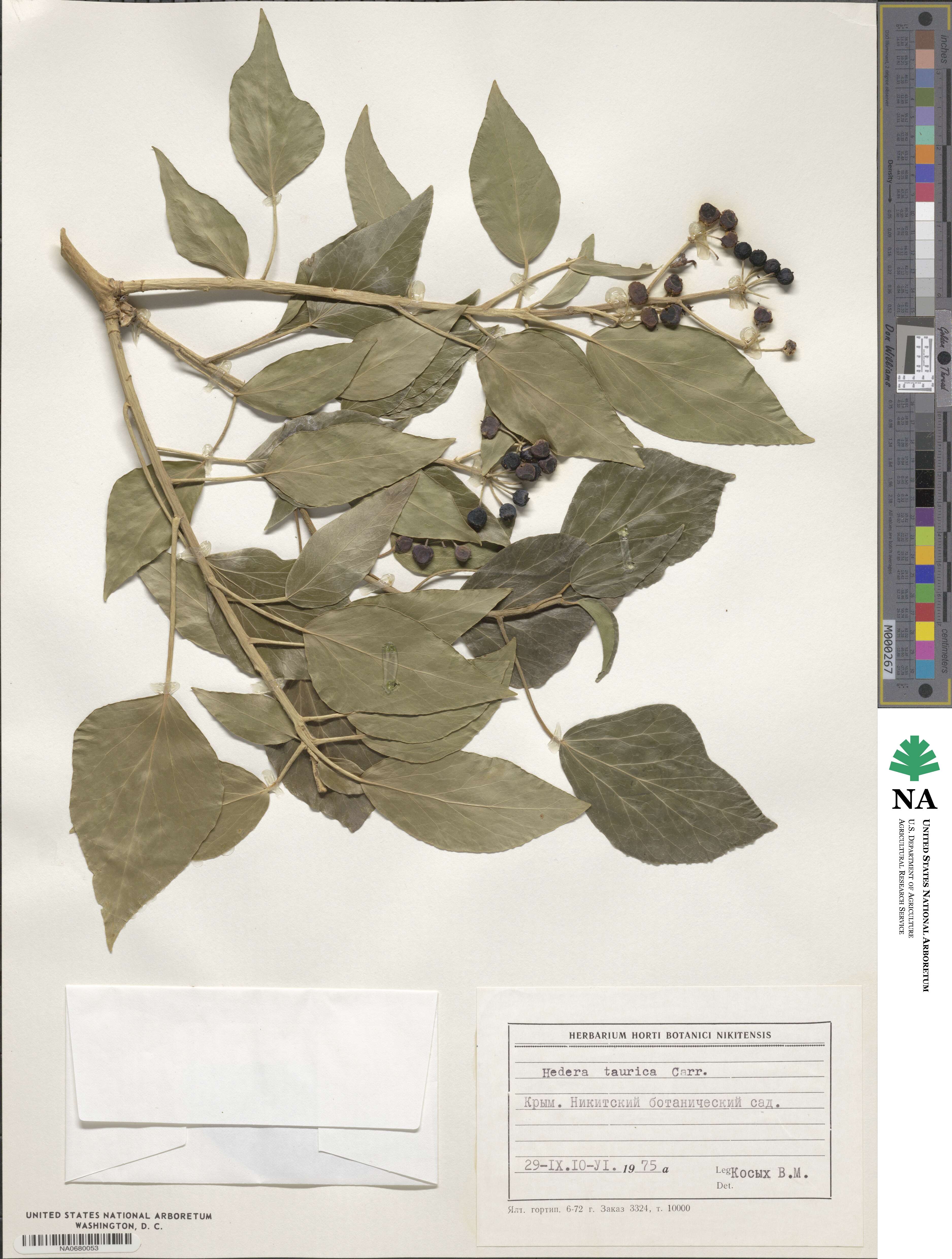 Hedera taurica image