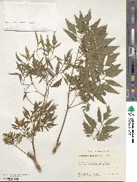 Polyscias fruticosa image