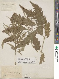 Polyscias filicifolia image