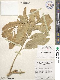 Polyscias filicifolia image