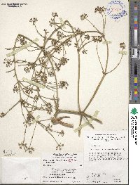 Polyscias filicifolia image