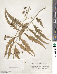 Polyscias filicifolia image