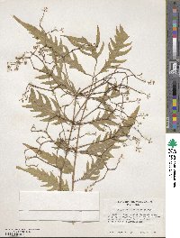 Polyscias filicifolia image