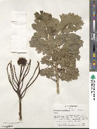 Polyscias scutellaria image