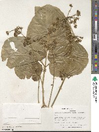 Polyscias scutellaria image