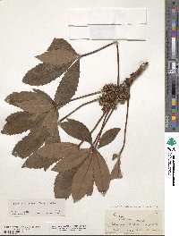 Neopanax colensoi image