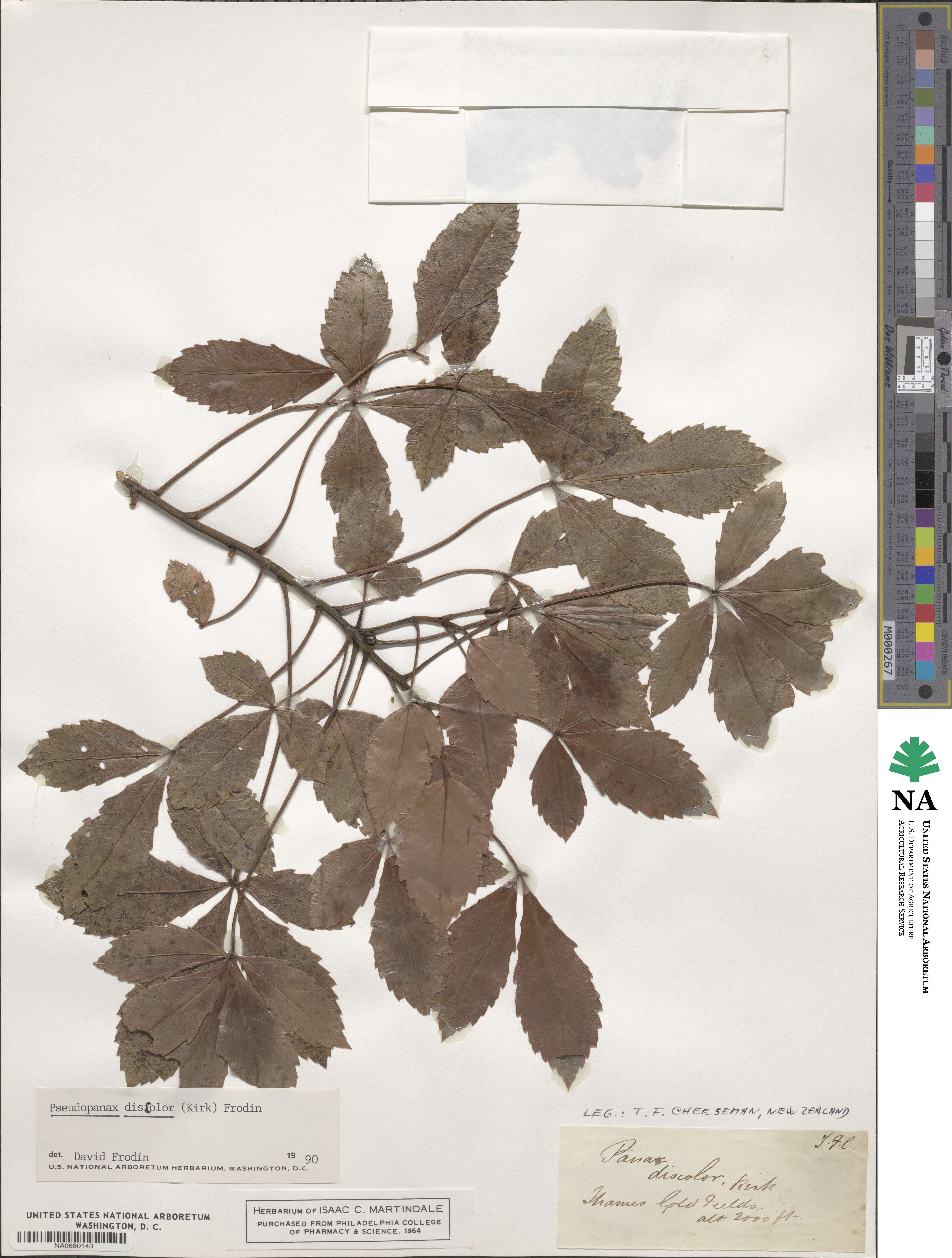 Pseudopanax discolor image