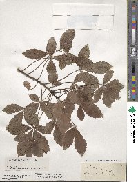 Pseudopanax discolor image