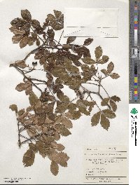 Pseudopanax discolor image