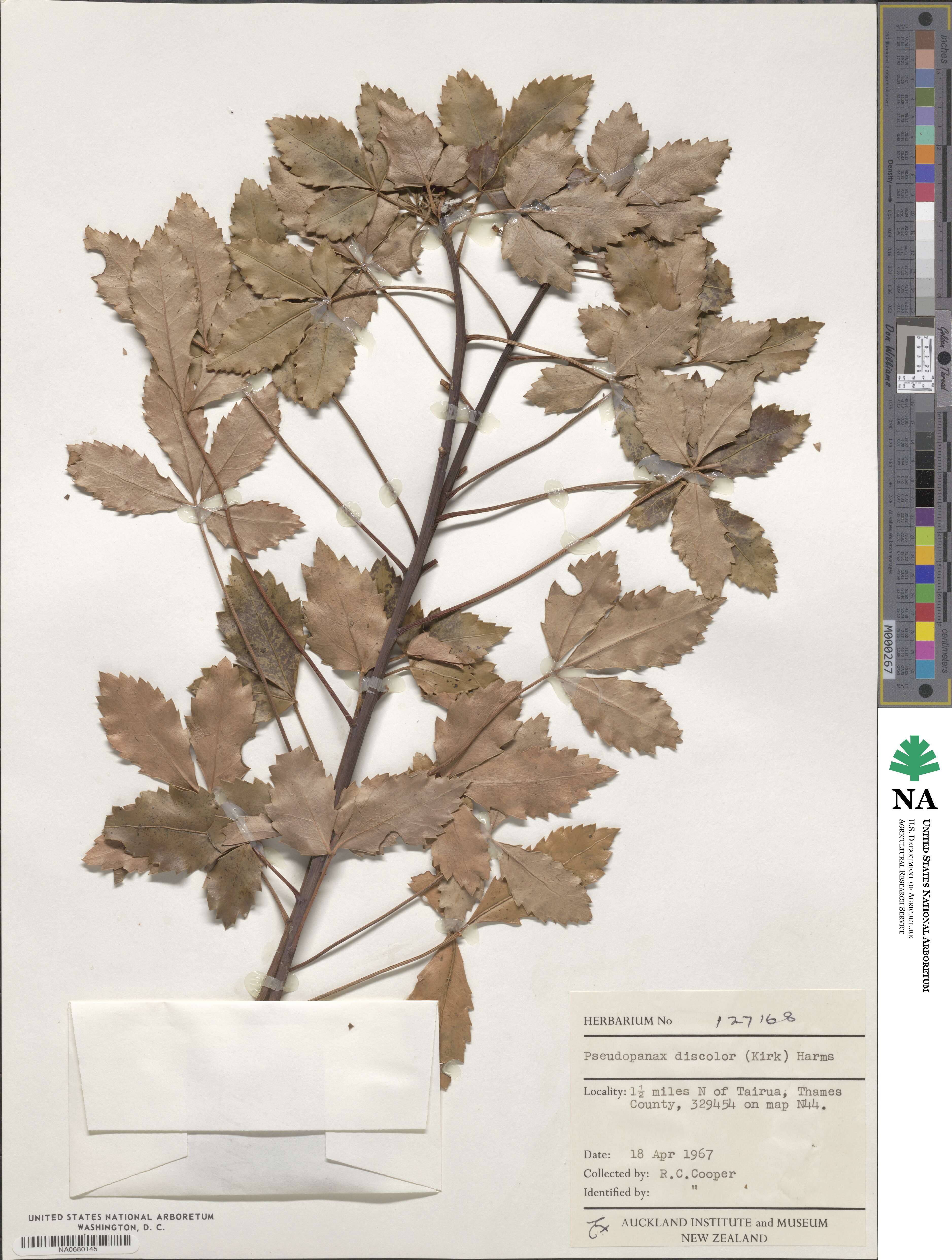 Pseudopanax discolor image