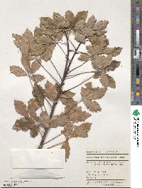 Pseudopanax discolor image