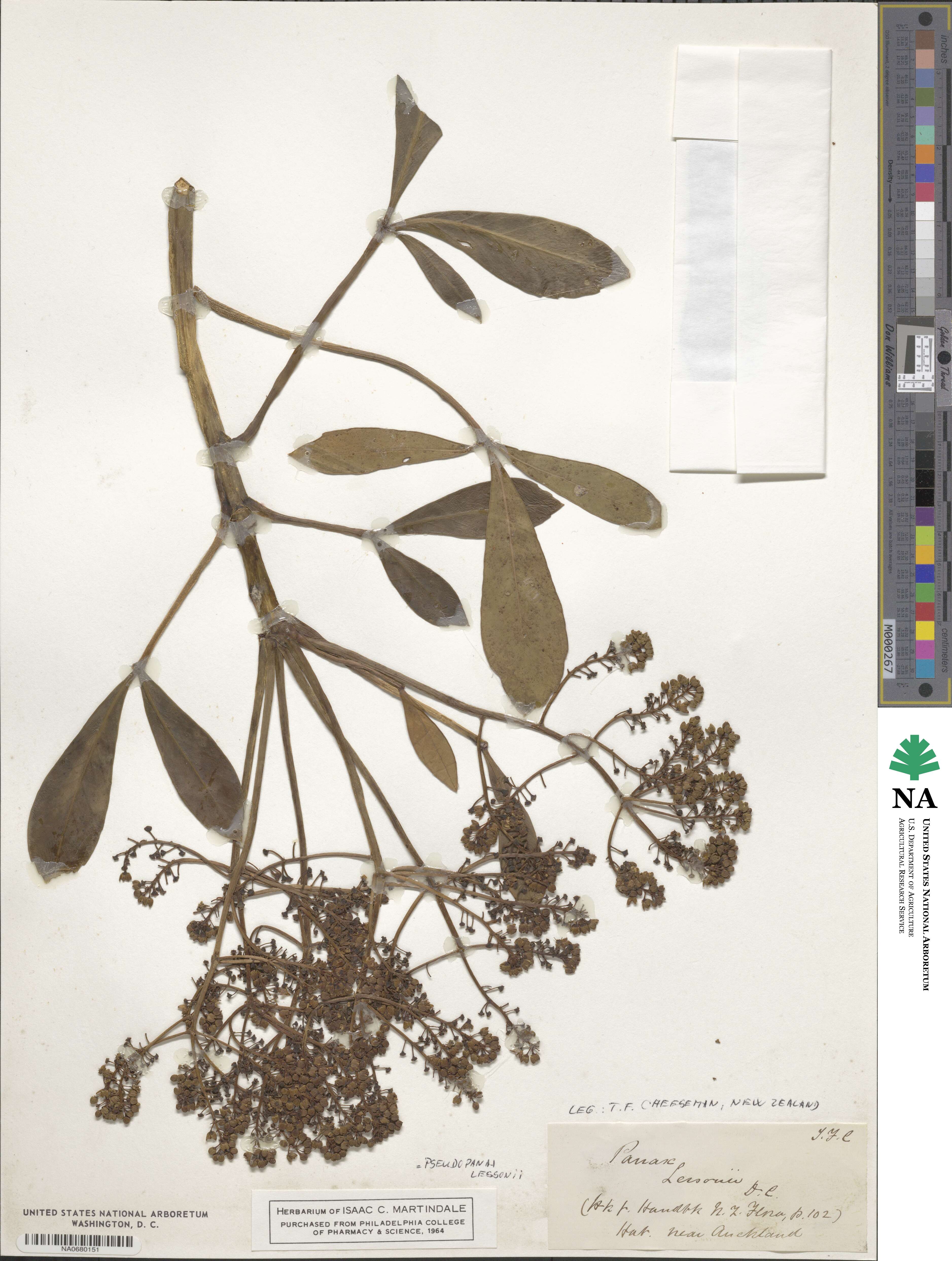 Pseudopanax lessonii image