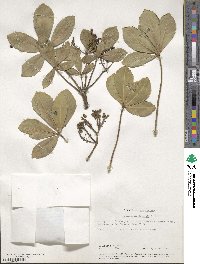 Pseudopanax lessonii image