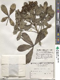 Pseudopanax lessonii image