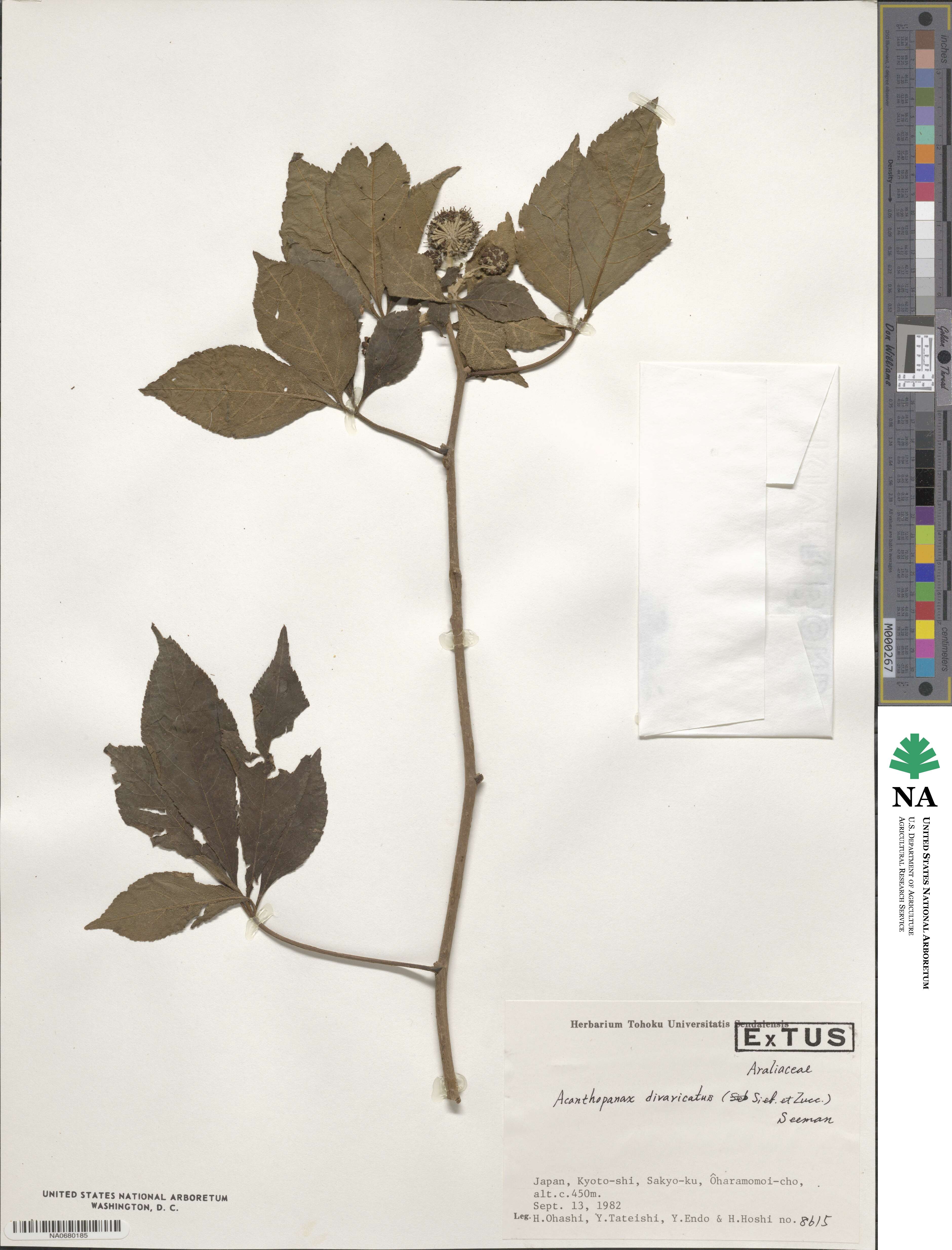 Eleutherococcus divaricatus image