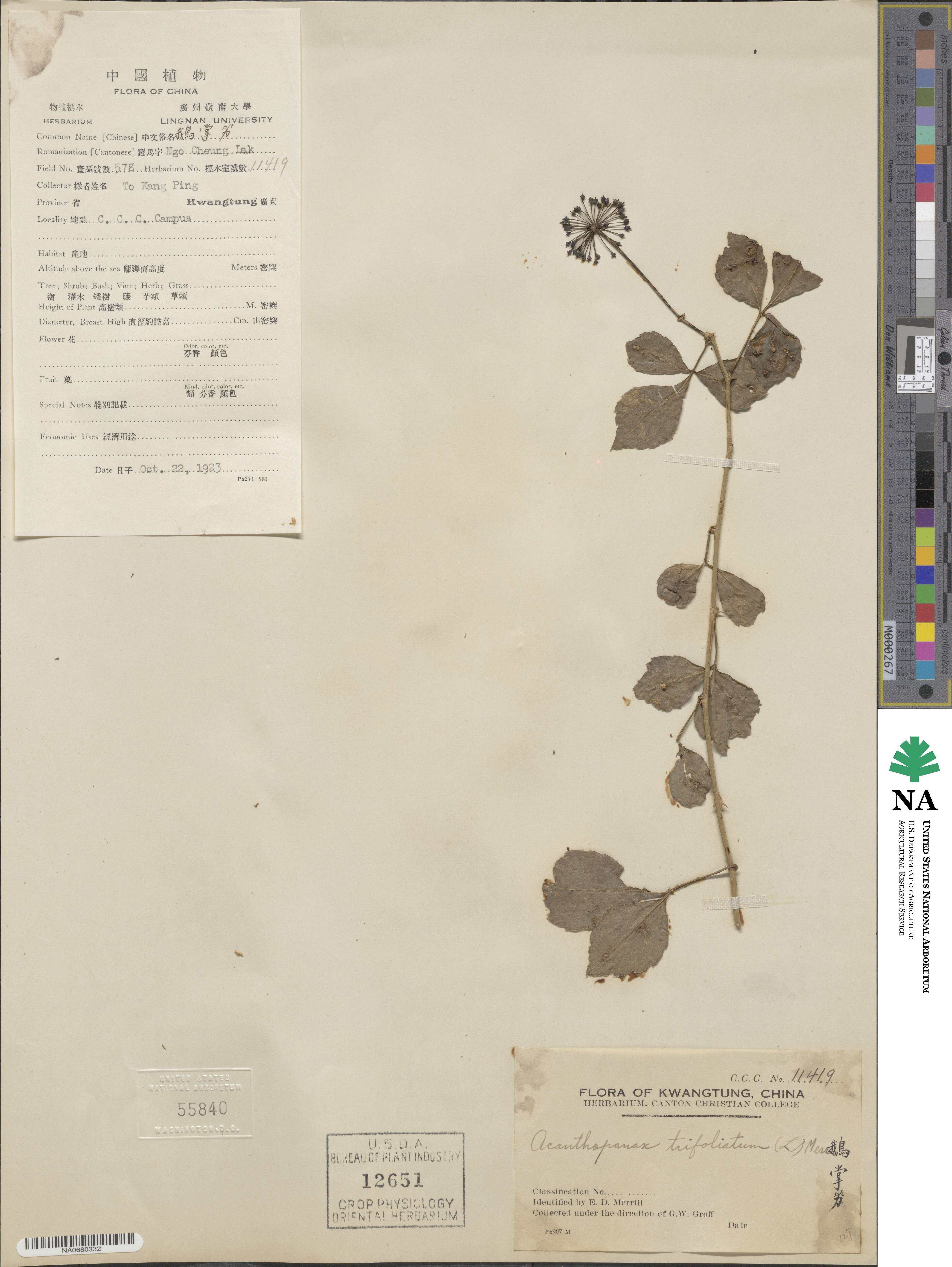 Eleutherococcus trifoliatus image