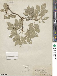 Fraxinus anomala image