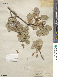 Fraxinus anomala image