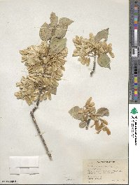 Fraxinus anomala image