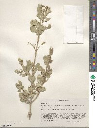 Fraxinus anomala image